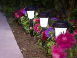 5 Best Solar Pathway Light: Lighting your pathways