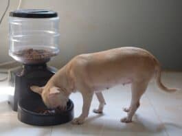 5 Best Automatic Pet Feeders Best Automatic Pet Feeder