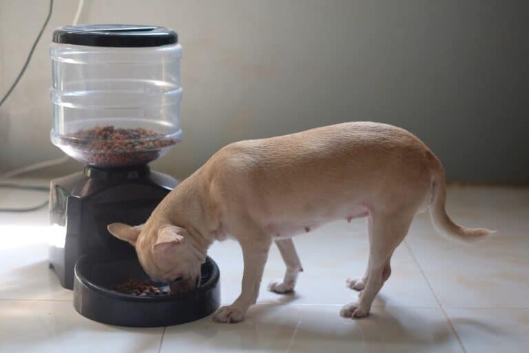 Best Automatic Pet Feeder